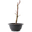 Acer palmatum Arakawa, 26,5 cm, ± 8 years old