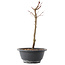 Acer palmatum Arakawa, 27,5 cm, ± 8 años