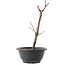 Acer palmatum Arakawa, 26,5 cm, ± 8 ans