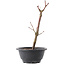 Acer palmatum Arakawa, 26,5 cm, ± 8 years old