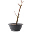 Acer palmatum Arakawa, 26,5 cm, ± 8 ans