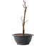 Acer palmatum Arakawa, 26,5 cm, ± 8 ans