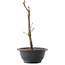 Acer palmatum Arakawa, 26,5 cm, ± 8 jaar oud