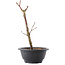 Acer palmatum Arakawa, 26,5 cm, ± 8 anni