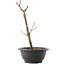 Acer palmatum Arakawa, 26,5 cm, ± 8 years old