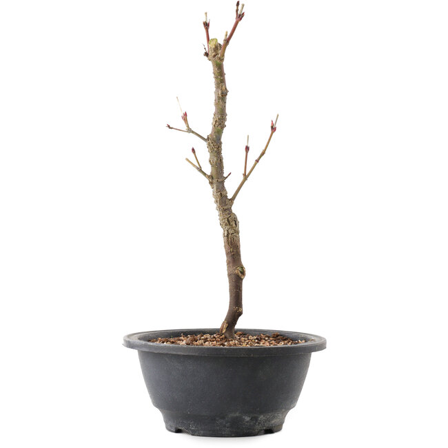 Acer palmatum Arakawa, 27,5 cm, ± 8 años