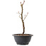 Acer palmatum Arakawa, 27,5 cm, ± 8 anni