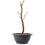 Acer palmatum Arakawa, 27,5 cm, ± 8 ans