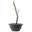 Acer palmatum Arakawa, 27,5 cm, ± 8 years old