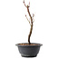 Acer palmatum Arakawa, 27,5 cm, ± 8 jaar oud