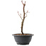 Acer palmatum Arakawa, 27,5 cm, ± 8 ans