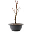 Acer palmatum Arakawa, 27,5 cm, ± 8 years old