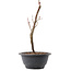 Acer palmatum Arakawa, 27,5 cm, ± 8 jaar oud