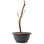 Acer palmatum Arakawa, 27,5 cm, ± 8 years old
