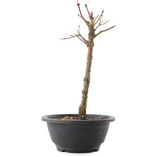 Acer palmatum Arakawa, 26,5 cm, ± 8 Jahre alt