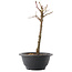 Acer palmatum Arakawa, 26,5 cm, ± 8 anni