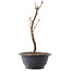 Acer palmatum Arakawa, 27,5 cm, ± 8 ans