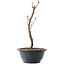 Acer palmatum Arakawa, 27,5 cm, ± 8 years old