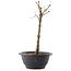 Acer palmatum Arakawa, 26,5 cm, ± 8 years old