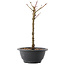 Acer palmatum Arakawa, 26,5 cm, ± 8 jaar oud