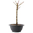 Acer palmatum Arakawa, 26,5 cm, ± 8 years old