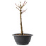 Acer palmatum Arakawa, 26,5 cm, ± 8 años