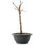 Acer palmatum Arakawa, 26,5 cm, ± 8 años