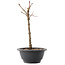 Acer palmatum Arakawa, 26,5 cm, ± 8 jaar oud