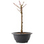 Acer palmatum Arakawa, 26,5 cm, ± 8 years old