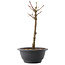 Acer palmatum Arakawa, 26,5 cm, ± 8 años