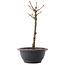 Acer palmatum Arakawa, 26,5 cm, ± 8 jaar oud