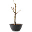 Acer palmatum Arakawa, 27,5 cm, ± 8 años