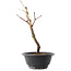 Acer palmatum Arakawa, 27,5 cm, ± 8 Jahre alt