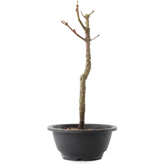 Acer palmatum Arakawa, 29 cm, ± 8 years old