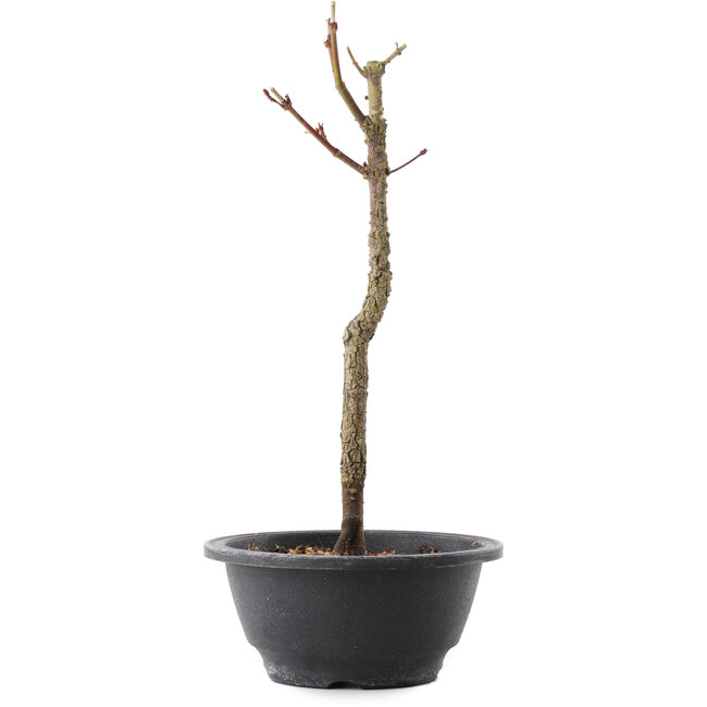 Acer palmatum Arakawa, 29 cm, ± 8 años