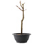 Acer palmatum Arakawa, 29 cm, ± 8 jaar oud