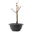 Acer palmatum Arakawa, 27,5 cm, ± 8 ans