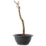 Acer palmatum Arakawa, 29 cm, ± 8 anni