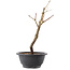 Acer palmatum Arakawa, 27,5 cm, ± 8 years old