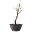 Acer palmatum Arakawa, 27,5 cm, ± 8 ans