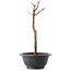 Acer palmatum Arakawa, 29 cm, ± 8 ans