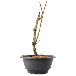Acer palmatum Arakawa, 25 cm, ± 8 anni