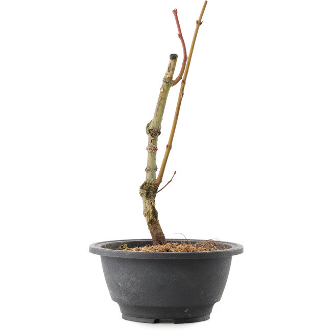 Acer palmatum Arakawa, 25 cm, ± 8 años