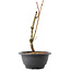 Acer palmatum Arakawa, 25 cm, ± 8 ans