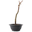 Acer palmatum Arakawa, 29 cm, ± 8 Jahre alt