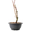 Acer palmatum Arakawa, 25 cm, ± 8 jaar oud