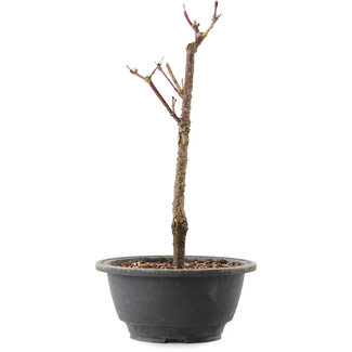 Acer palmatum Arakawa, 27,5 cm, ± 8 años