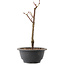 Acer palmatum Arakawa, 27,5 cm, ± 8 años