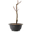 Acer palmatum Arakawa, 27,5 cm, ± 8 ans