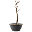 Acer palmatum Arakawa, 27,5 cm, ± 8 ans